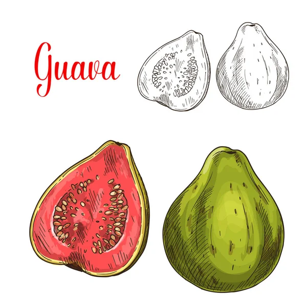 Frutta guava schizzo isolato per la progettazione alimentare — Vettoriale Stock