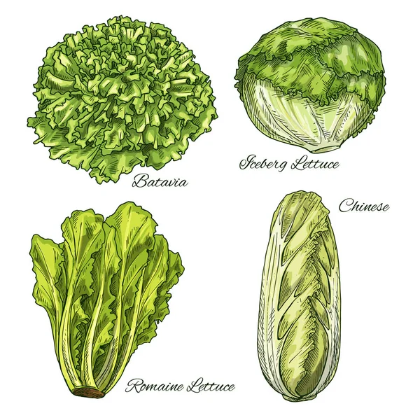 Kohl und Salat Gemüse Isoletad Skizze — Stockvektor