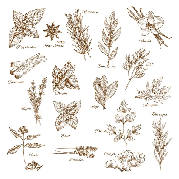 Herbs, spices and leaf vegetable sketch poster — Stock Vector