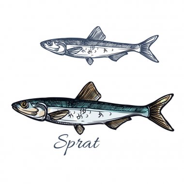 Sprat fish vector isolated sketch icon clipart