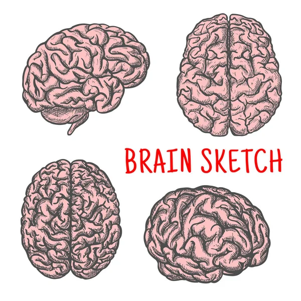 人类的大脑器官矢量素描图标 — 图库矢量图片