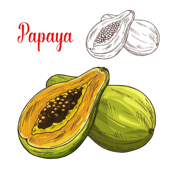 Papaya exótica fruta tropical vector bosquejo icono — Vector de stock