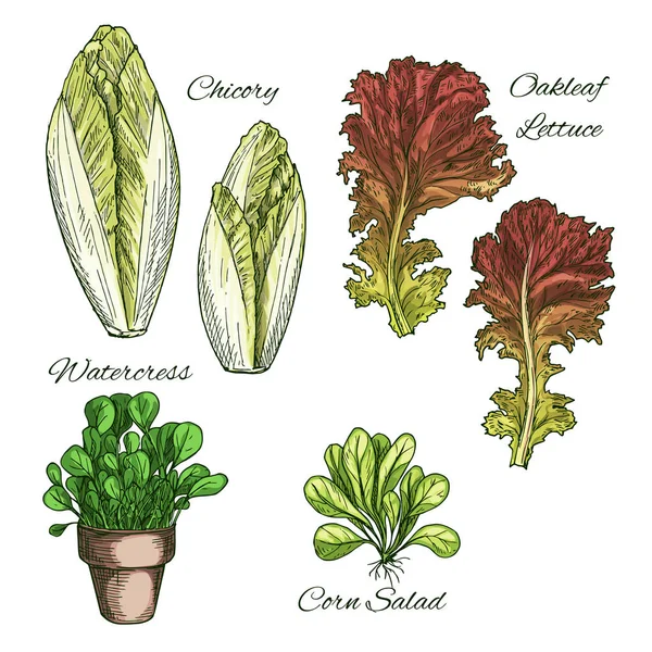 Salate und Blattgemüse Vektor-Symbole gesetzt — Stockvektor