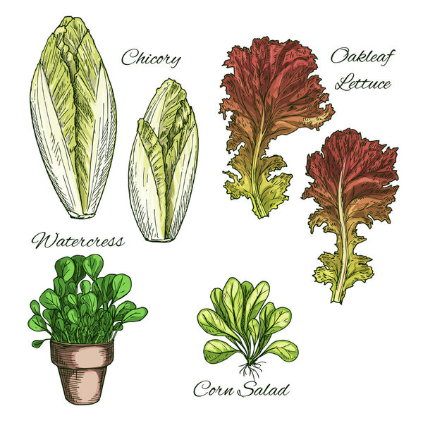 Salads and leafy vegetables vector icons set