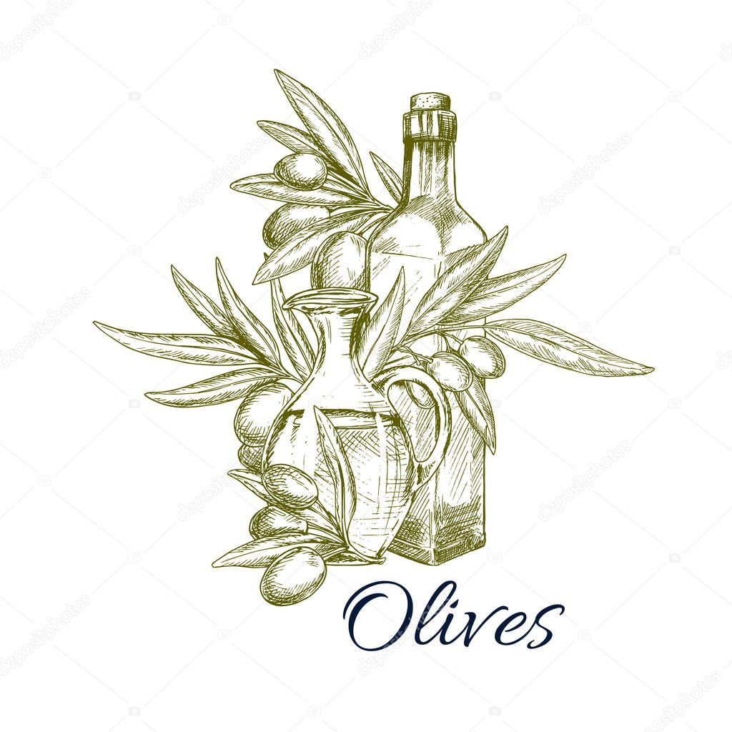 Olives and olive oil bottles vector sketch