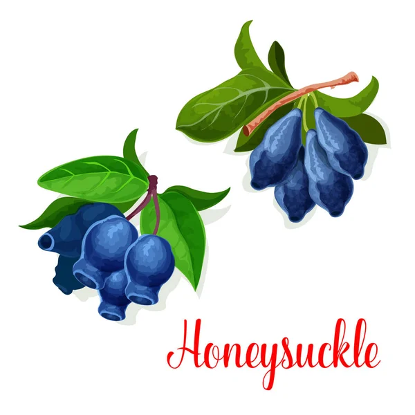 Honeysuckle frø frugter vektor isoleret ikon – Stock-vektor