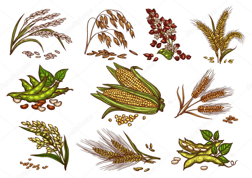 Grain and cereals vector isolated icons