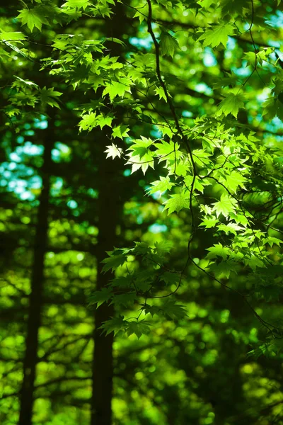 Verde bordo folhas floresta fundo — Fotografia de Stock