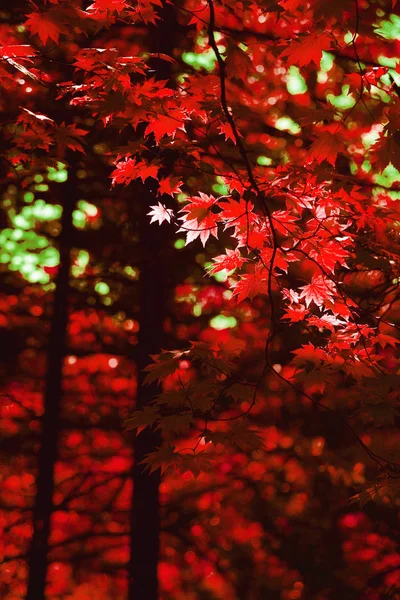 Otoño rojo arce hojas de fondo — Foto de Stock