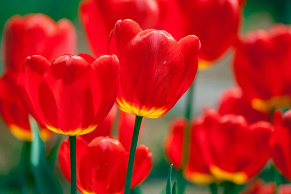 Bright red tulip flowers background — Stock Photo, Image