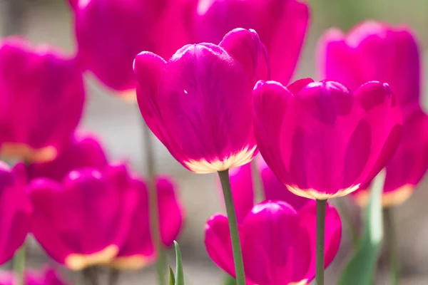 Violet tulip flowers spring background — Stock Photo, Image