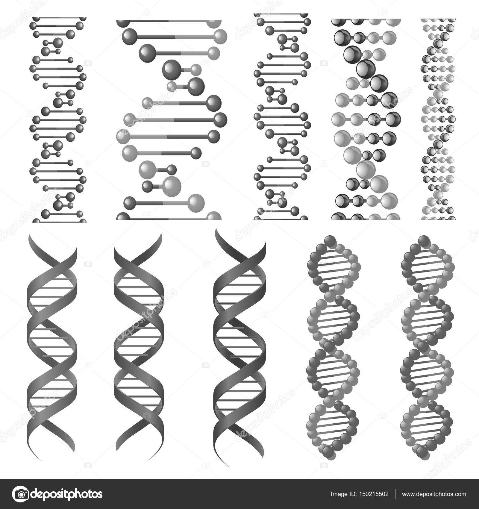 Símbolos vetoriais de hélice de dna ou cadeia molecular Vetor de  ©Seamartini 150215502, image size:1600x1700
