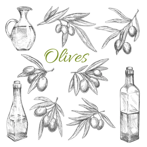 Aceitunas vector bosquejo iconos del producto de aceite de oliva — Archivo Imágenes Vectoriales