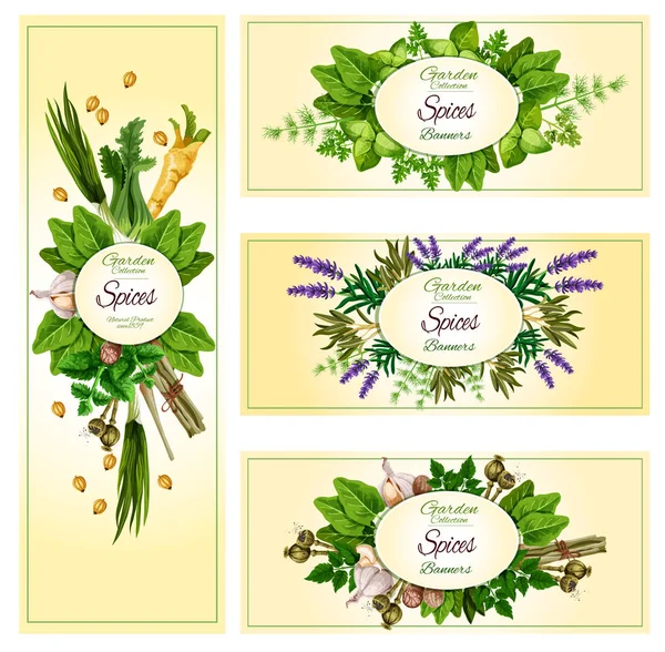 Vecor banners of garden spices and herbs — Stock Vector