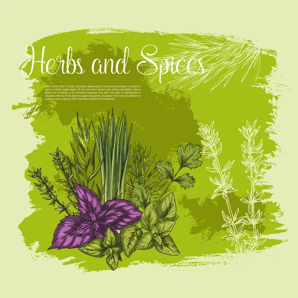 Vecor sketsa poster rempah-rempah dan herbal - Stok Vektor