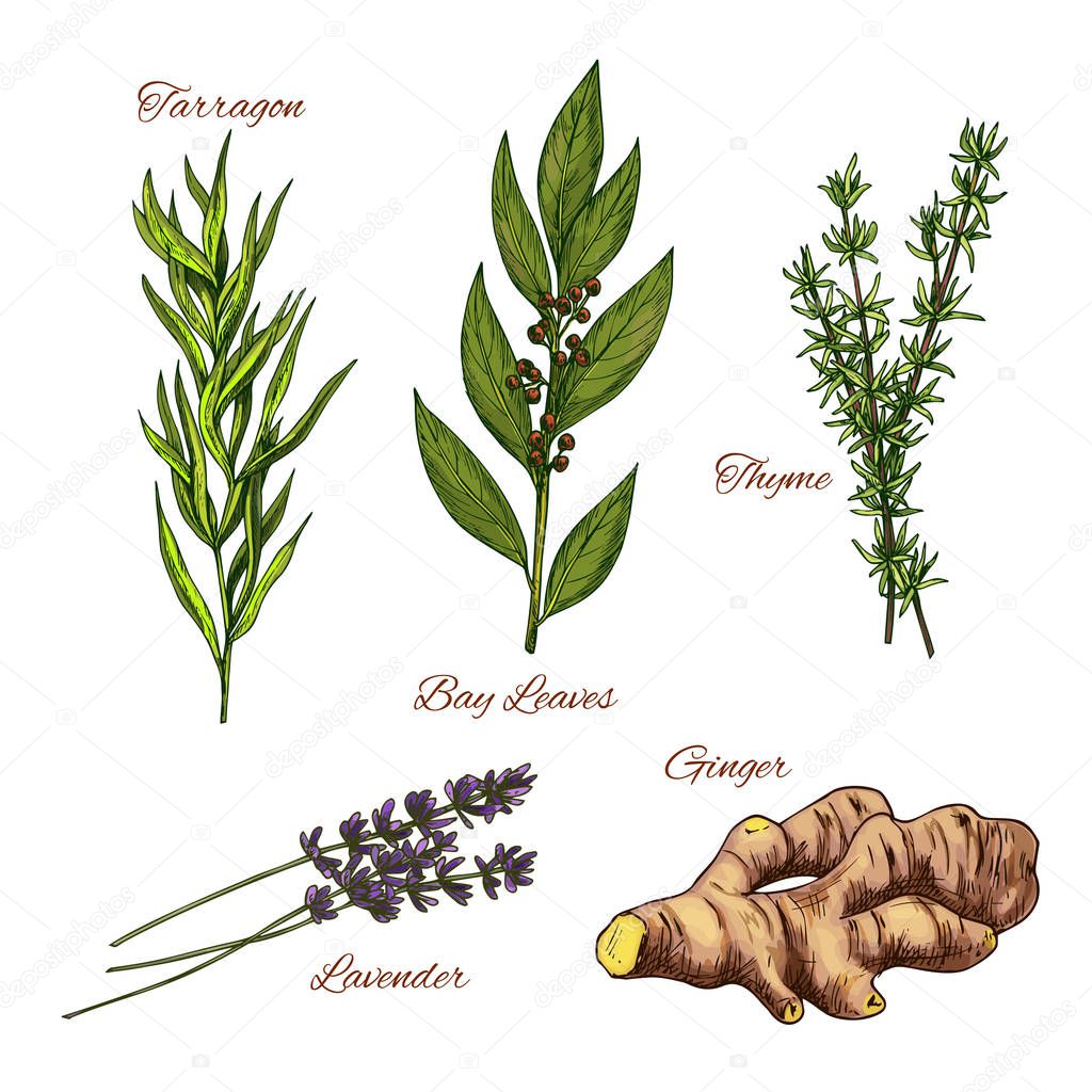 Vector sketch icons of spices and herbs