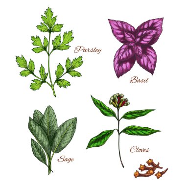 Baharat baharat ot tatlandırıcılar vektör simgeleri