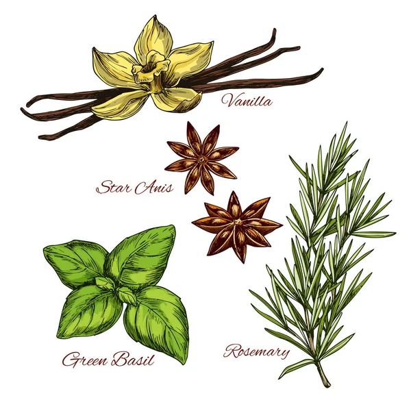 Iconos de bocetos de especias vecinas y saborizantes herbales — Vector de stock