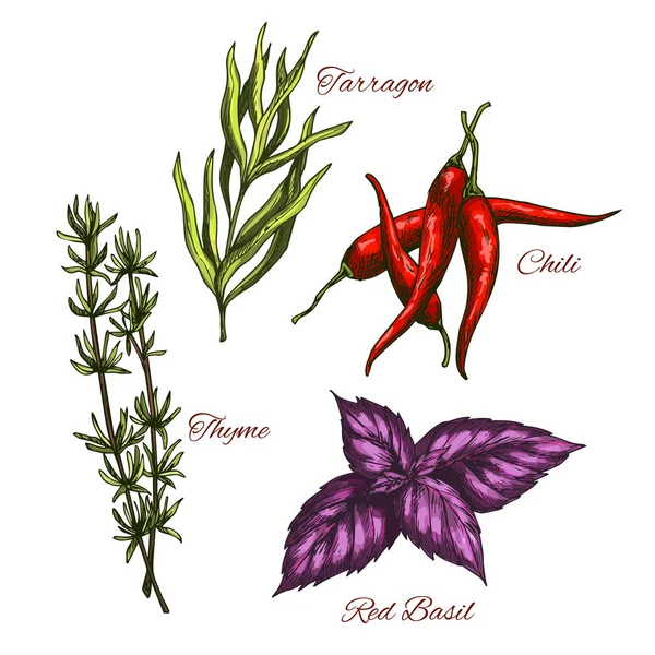 Esquisse des icônes d'épices vectorielles et d'arômes à base de plantes — Image vectorielle