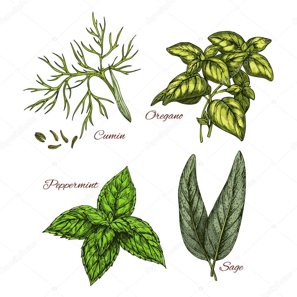 Vector sketch icons of spice and herb dressings