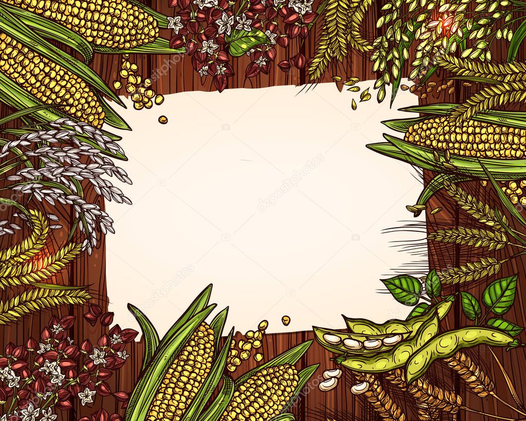 Cereals and grain blank page for recipe note vector template. Frame design of wheat and rye ears, buckwheat seeds and oat or barley millet, agriculture harvest of corn cob and farm rice sheaf