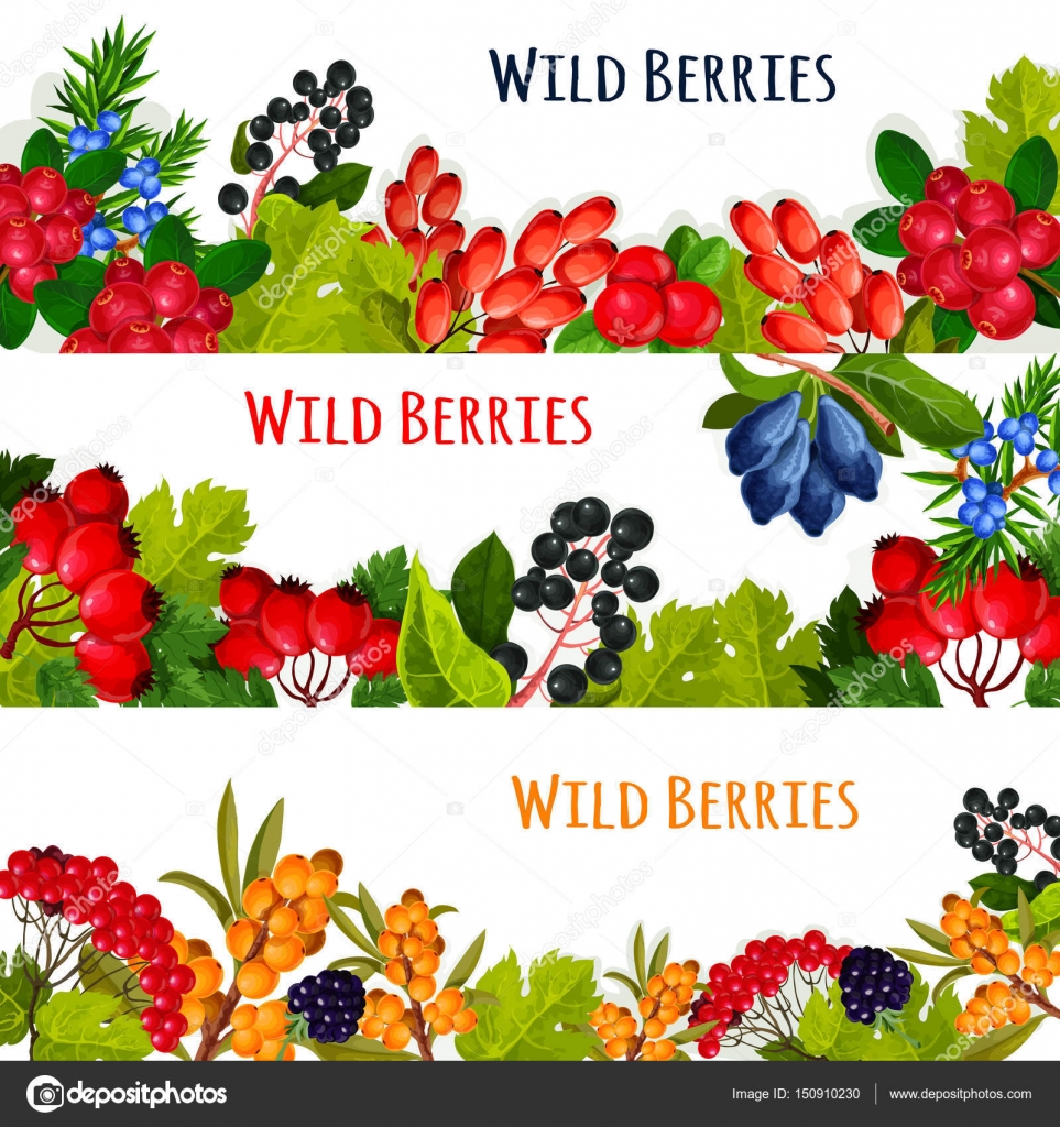 Ban re di vettore di frutti di bosco e ï¬ — Vettoriale Stock