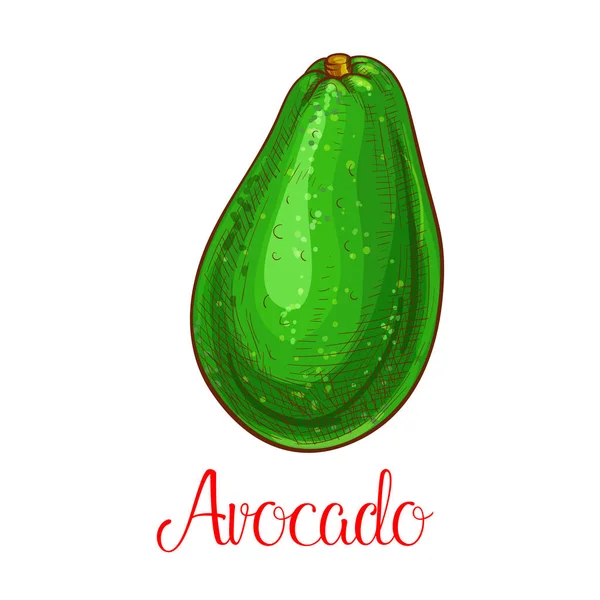 Avocado vector sketch icon of tropical fruit — Stock Vector