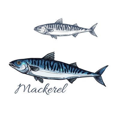 Mackerel sea fish sketch for seafood design clipart
