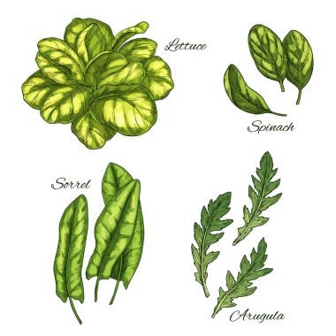 Yeşil sebze ve salata yaprağı kroki seti