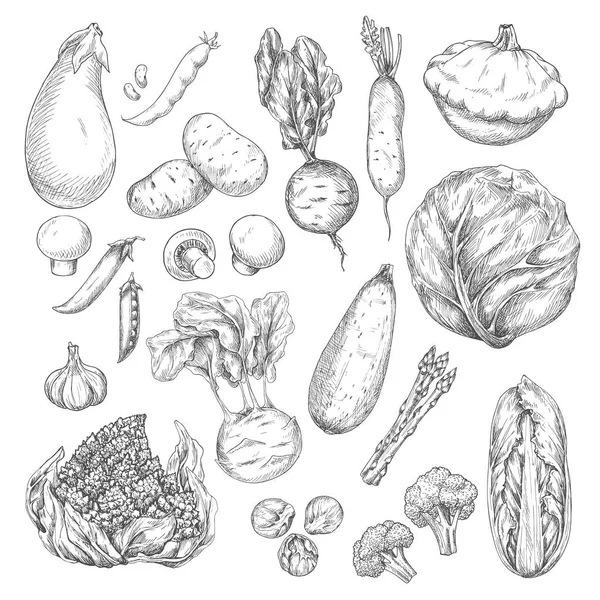 Ensemble de croquis de légumes et champignons pour la conception des aliments — Image vectorielle