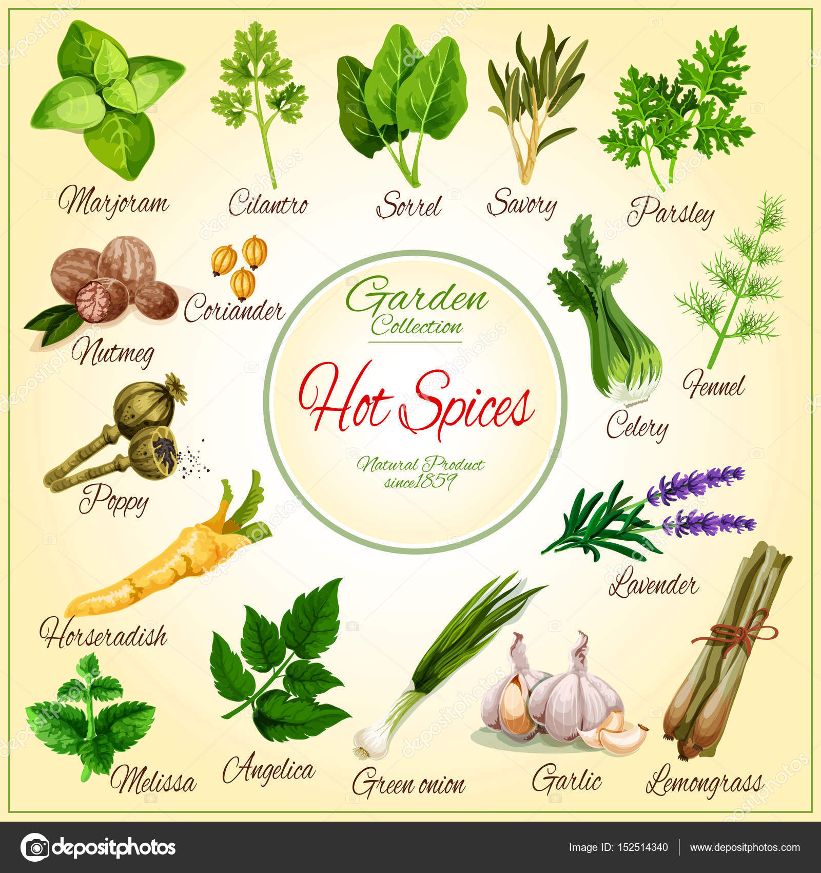https://st3.depositphotos.com/1020070/15251/v/1600/depositphotos_152514340-stock-illustration-vector-poster-of-spice-seasonings.jpg