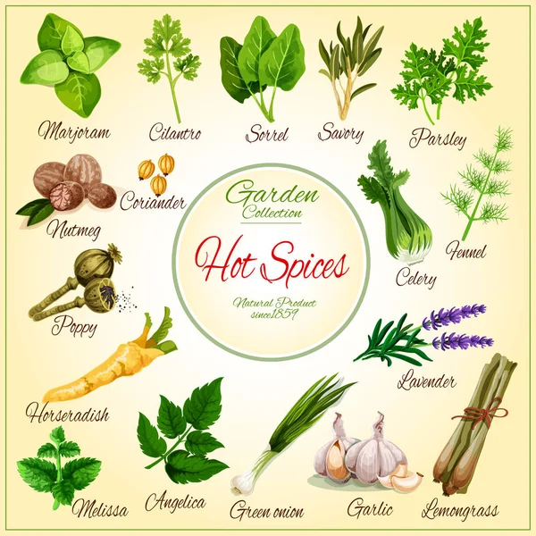 Cartel vectorial de condimentos de especias aromatizantes de hierbas — Vector de stock