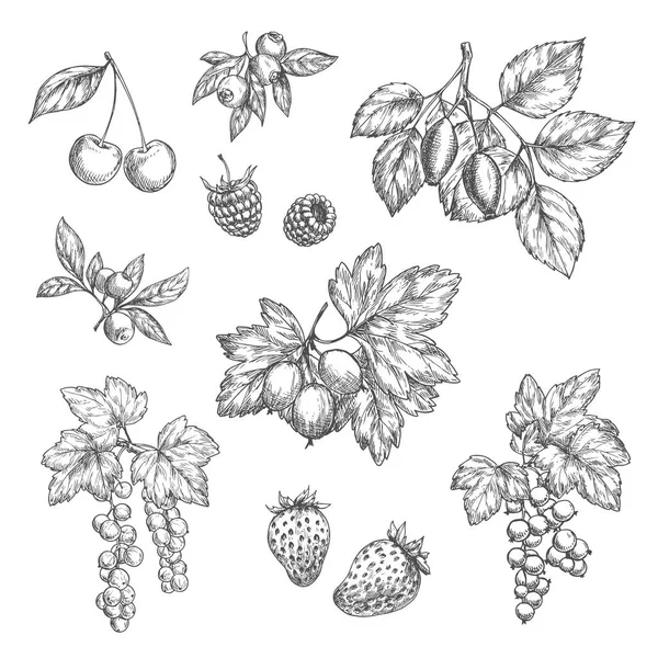 Vector schets iconen van verse bessen en fruit — Stockvector