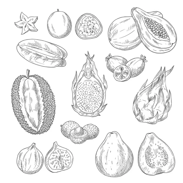 Vector bosquejo iconos conjunto de frutas tropicales exóticas — Archivo Imágenes Vectoriales