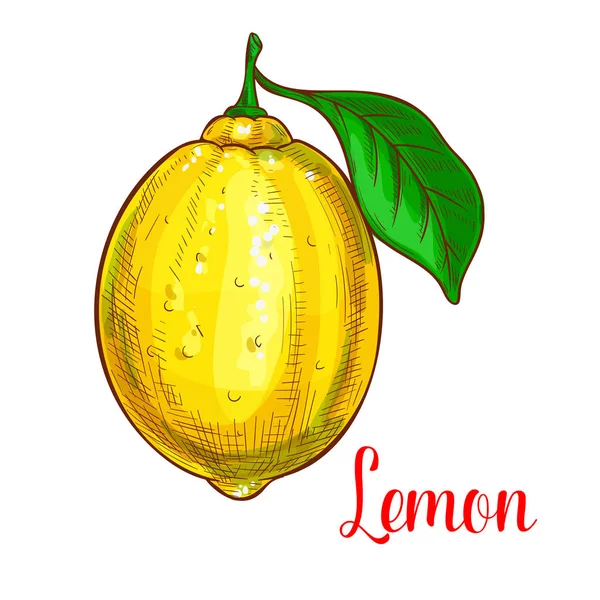 Limón vector boceto aislado icono de la fruta — Vector de stock