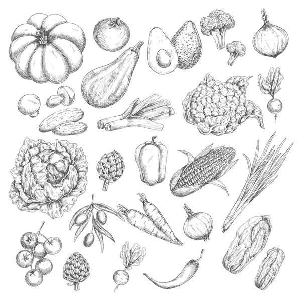 Vector sketch isolated vegetables or veggies icons — Stock Vector