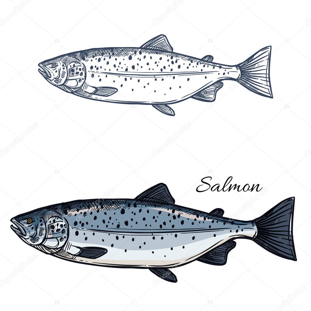 Salmon sketch vector fish icon. Isolated sea humpback or pink salmon or trout fish species. Isolated symbol for seafood restaurant sign or emblem, fishing club or fishery market