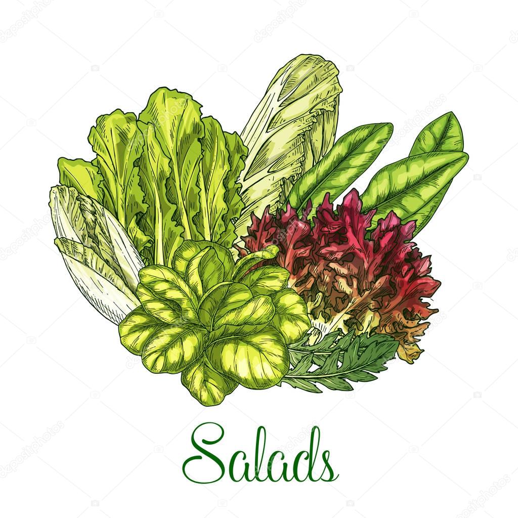Salads and leafy vegetables vector poster