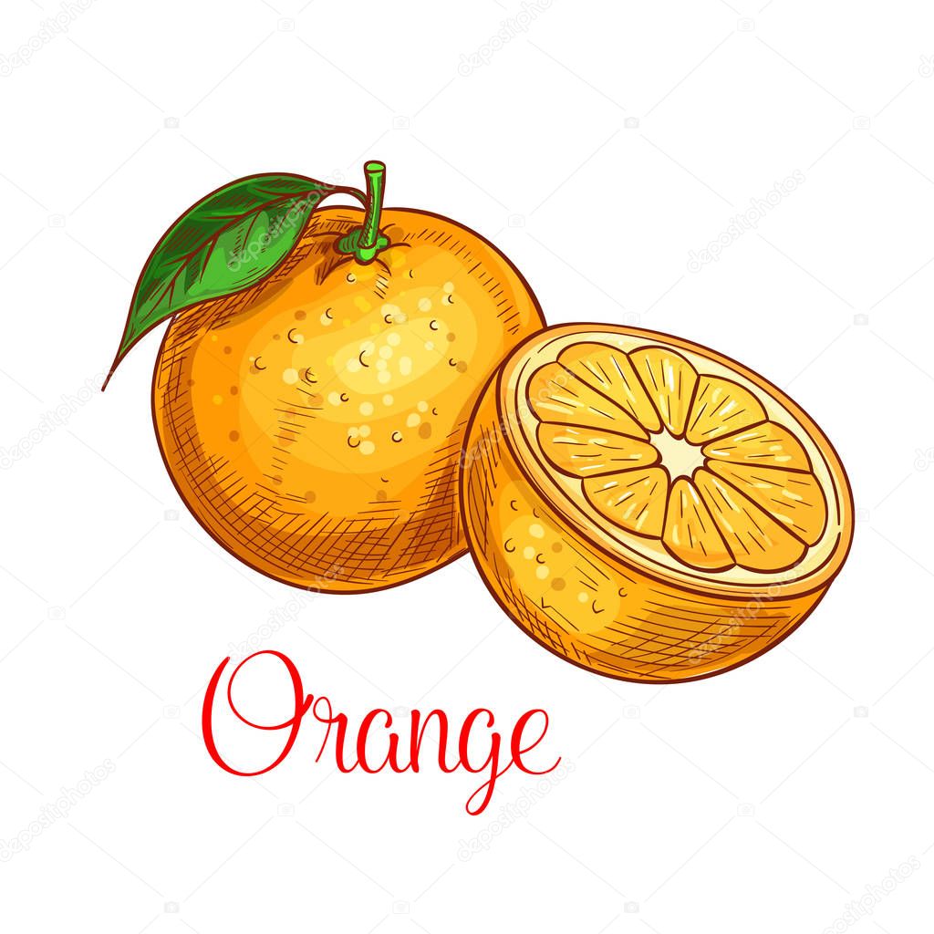 Orange vector sketch isolated fruit icon