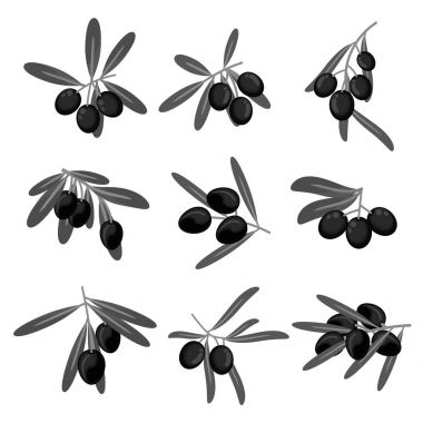 Taze zeytin vektör simgeler kümesi ile zeytin dalı