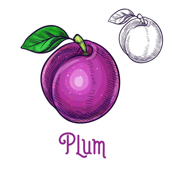 Plum vector schizzo isolato icona della frutta — Vettoriale Stock
