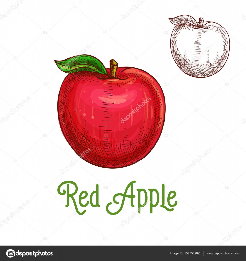 Apple Fruit Lineart, Apple Drawing, Fruit Drawing, Apple Sketch PNG  Transparent Clipart Image and PSD File for Free Download