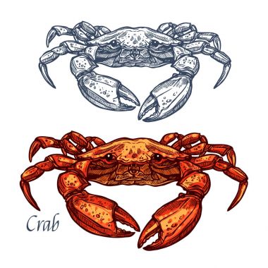 Crab seafood vector isolated sketch icon clipart