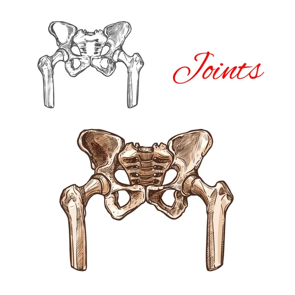 人間の骨盤の骨や関節のベクター スケッチ アイコン — ストックベクタ