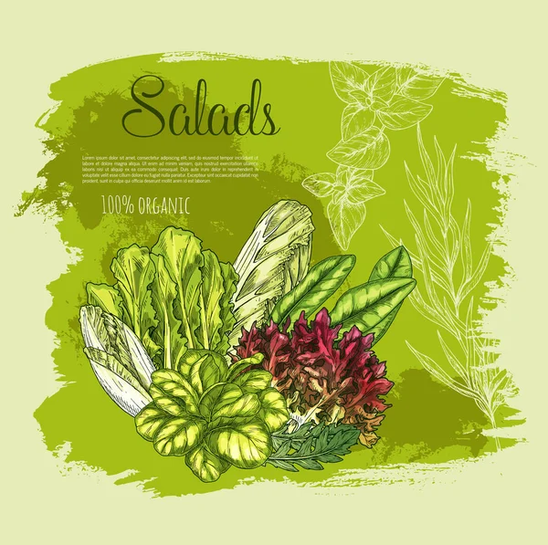 Διάνυσμα αφίσα σαλάτες ή μαρούλι φυλλώδη λαχανικά — Διανυσματικό Αρχείο