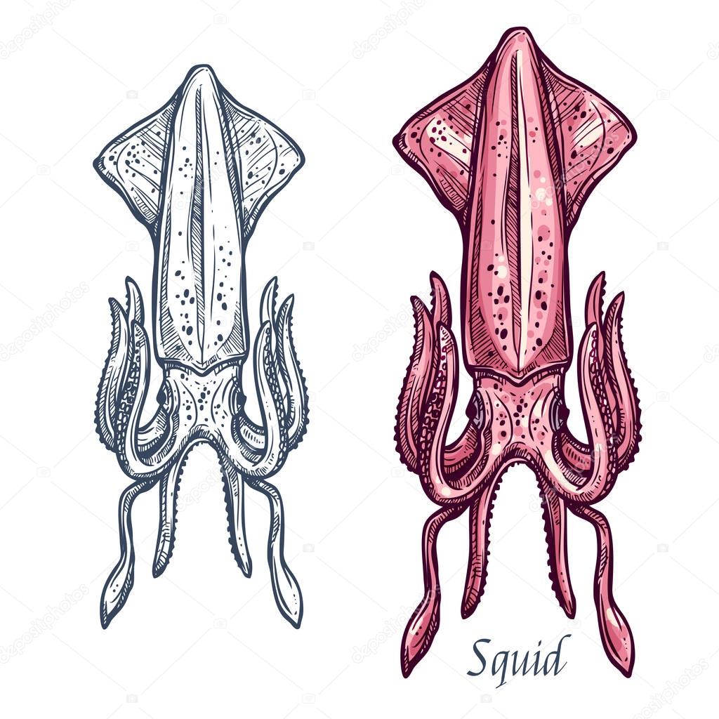 Squid seafood vector isolated sketch icon
