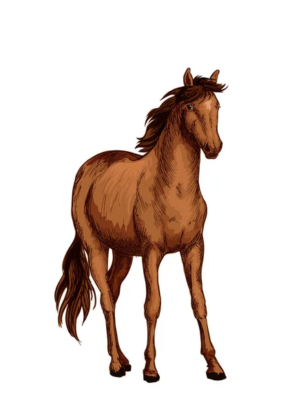 Άλογο από αραβική φυλή σκίτσο με καφέ φοράδα — Διανυσματικό Αρχείο