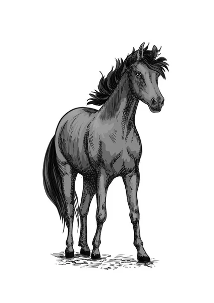 Horse equine vector sketch symbol — Stock Vector