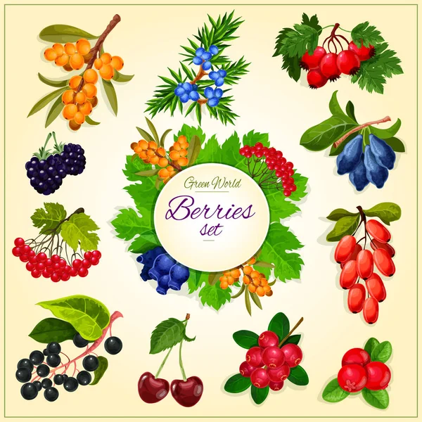 Vektor buah beri liar dan buah-buahan ditetapkan poster - Stok Vektor