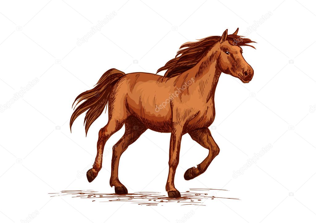 Horse racer or equine races vector sketch symbol